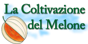 Coltivazione del melone