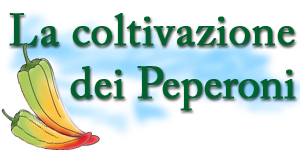 Coltivazione dei peperoni